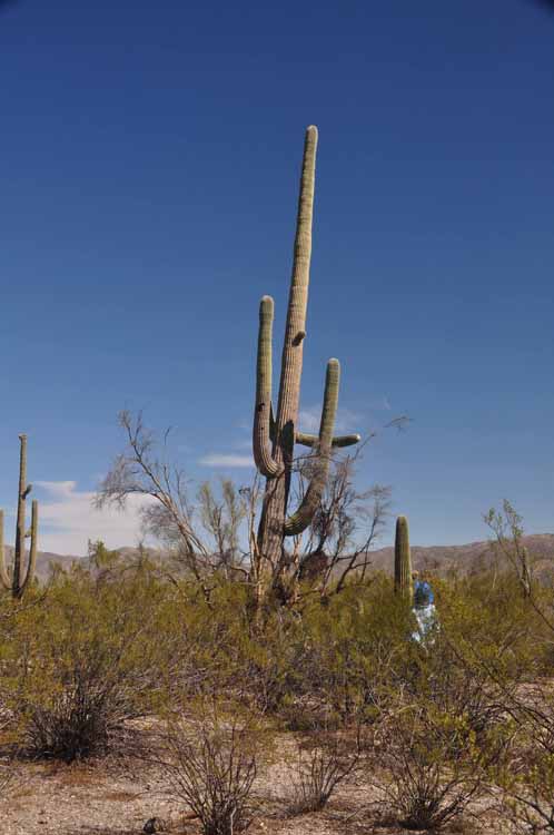 tall saguaro